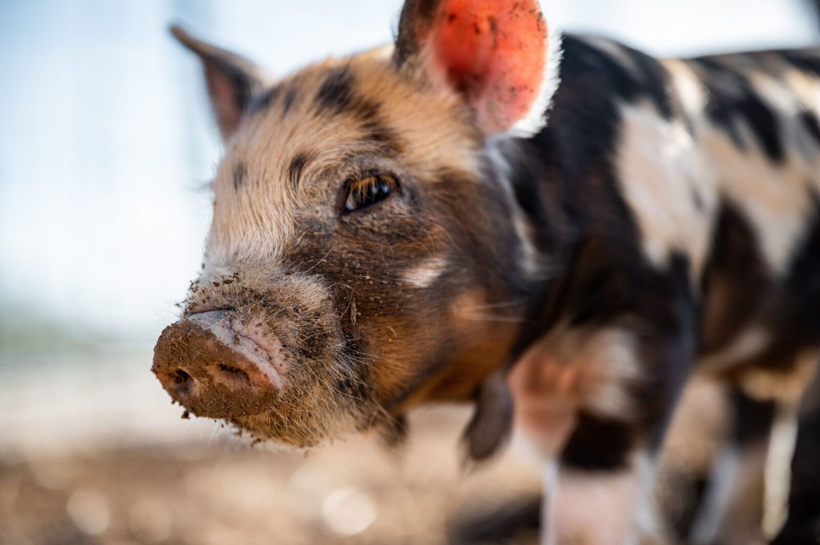 Closeup of little pig with messy snout and spotted fur looking away in countryside in back lit
